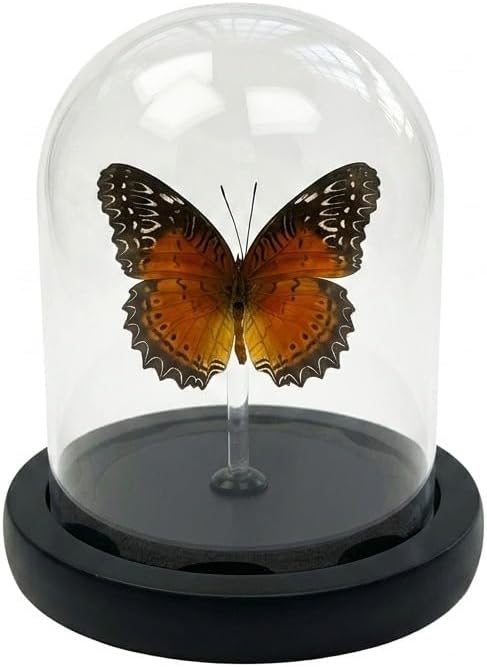 Real Taxidermy Butterfly Specimen Shadow Box, Butterfly Gifts for Women Girls with Glass Cover, Butterfly Decor for Bedroom Office Living Room Desk Cethosia bibles Drury