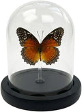 Real Taxidermy Butterfly Specimen Shadow Box, Butterfly Gifts for Women Girls with Glass Cover, Butterfly Decor for Bedroom Office Living Room Desk Cethosia bibles Drury