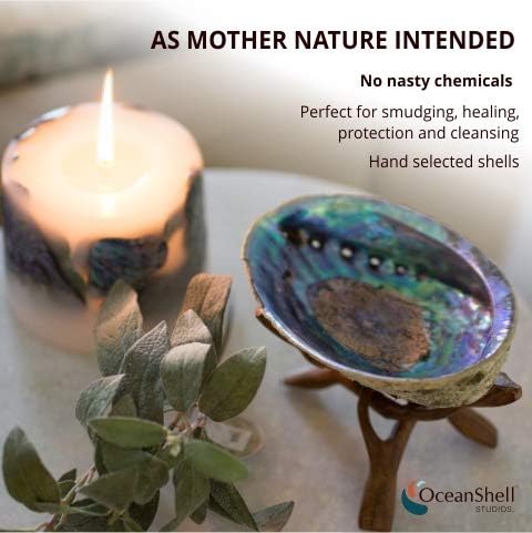 Ocean Shell Studios 5-6 inches Premium Natural Abalone (Pāua) Shell for Smudging, Cleansing Home, Meditation, Shell Crafts,Incense Holder, Home Décor, 100% Natural, Sustainable.