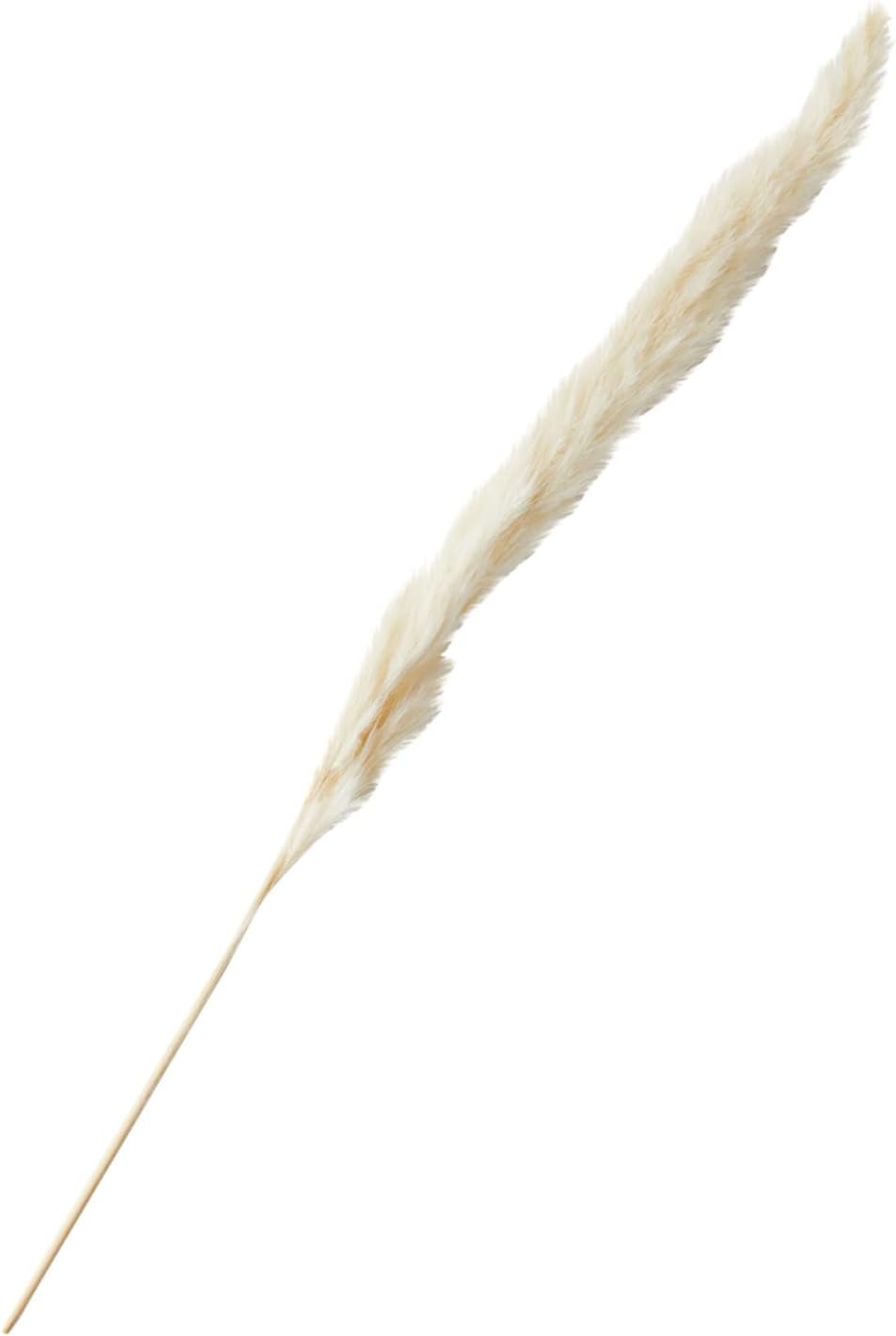 Farmlyn Creek Natural Pampas Grass Bundle & Ceramic Vase - 40 Stems, 16 in Tall, Ivory - Dried Pampas Grass Decor - Rustic Farmhouse Home Decor - Table & Wedding Centerpiece