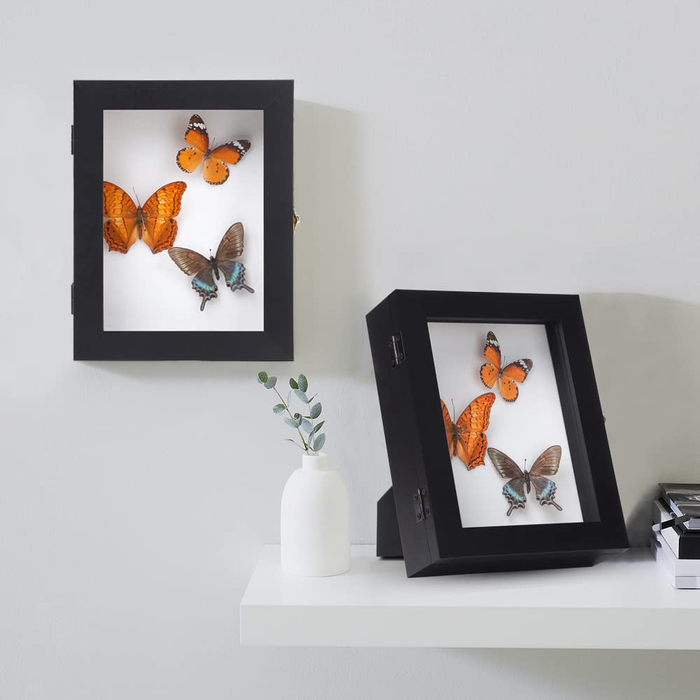 IHEIPYE Insect Display Case Bug Display Case Shadow Box Small Black