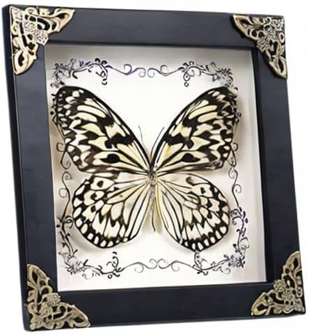 Real Framed Butterfly Taxidermy, Handmade Shadow Box Collection