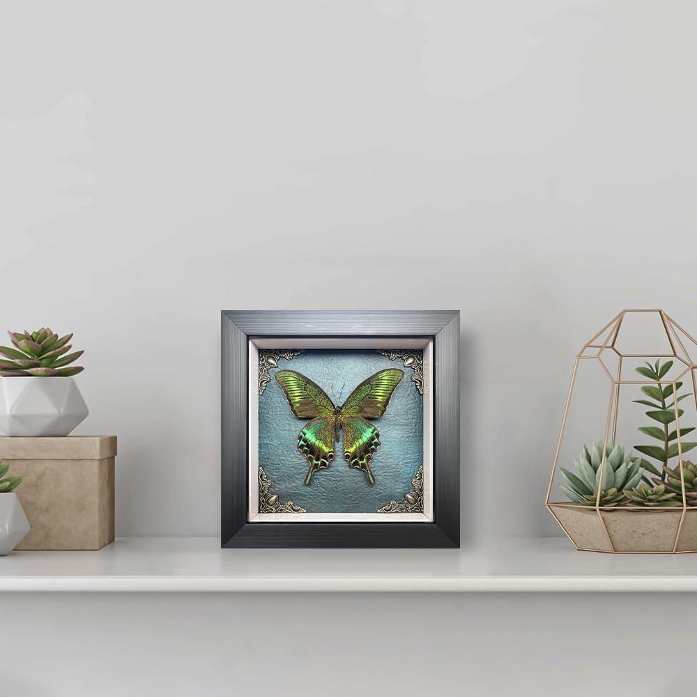 Taxidermy Butterfly Shadow Box Collection, Taxidermy Framed Real Butterfly Taxidermy for Oddities and Curiosities Gifts for Gothic Home Decor Wall Art Shelf Decor