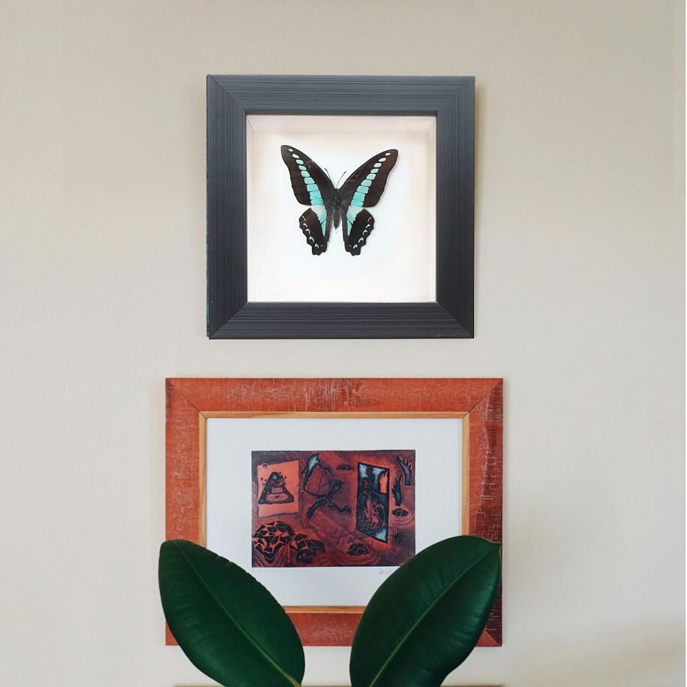 Handcrafted Real Butterfly Framed Taxidermy Shadow Box Collection for Oddities and Curiosities Wall Décor,Real Butterfly Specimen for Science Class,Educational Displays,and Insect Lovers