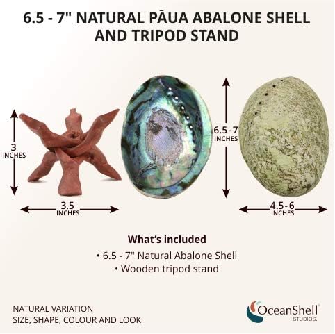 Natural Abalone (Pāua) Shell, with Stand, Over 6.5 inches, Supreme Plus,for Smudging,Cleansing Home, Meditation,Shell Crafts,Incense Holder,Home Décor,100% Natural, Sourced by Ocean Shell Studios NZ
