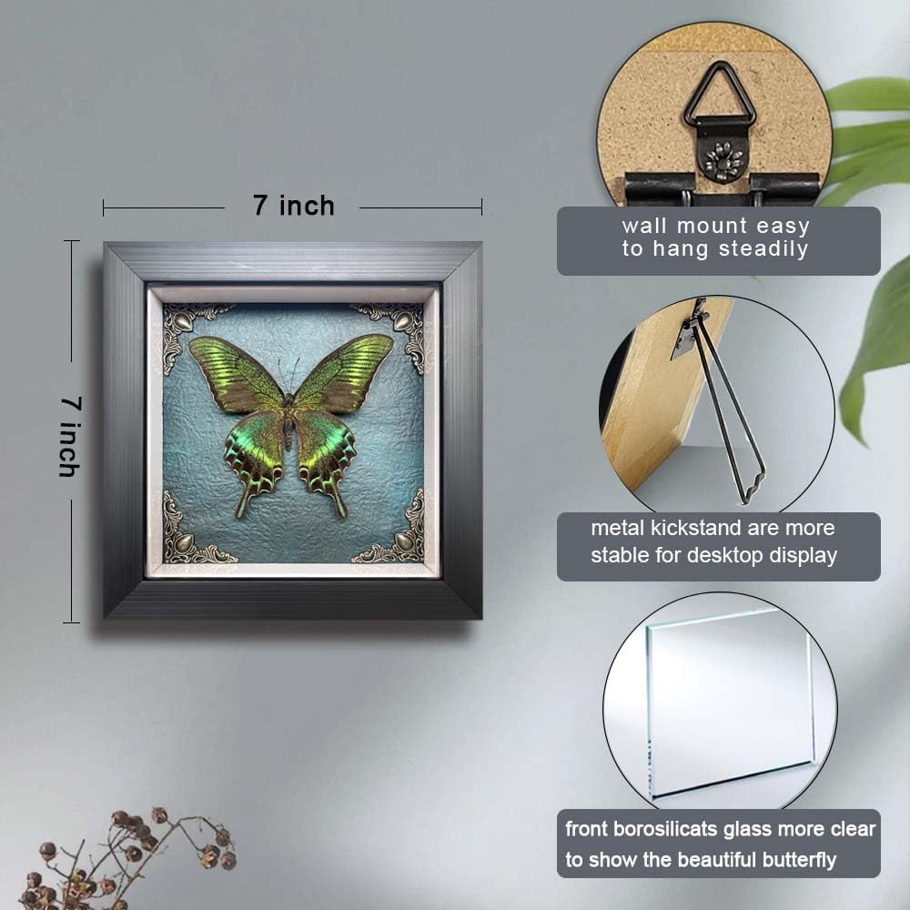 Taxidermy Butterfly Shadow Box Collection, Taxidermy Framed Real Butterfly Taxidermy for Oddities and Curiosities Gifts for Gothic Home Decor Wall Art Shelf Decor
