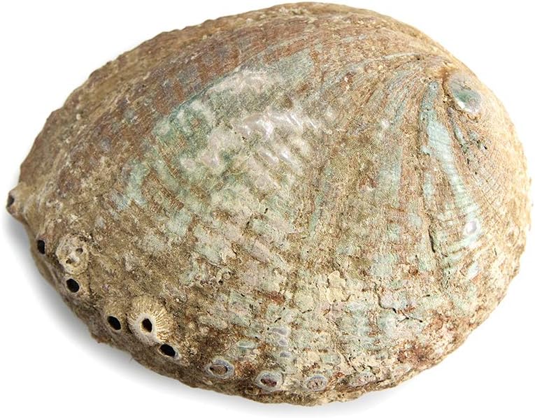 Abalone Shell Smudging Bowl Seashell Incense Burner, 5-6 Inches (Pack of 2)