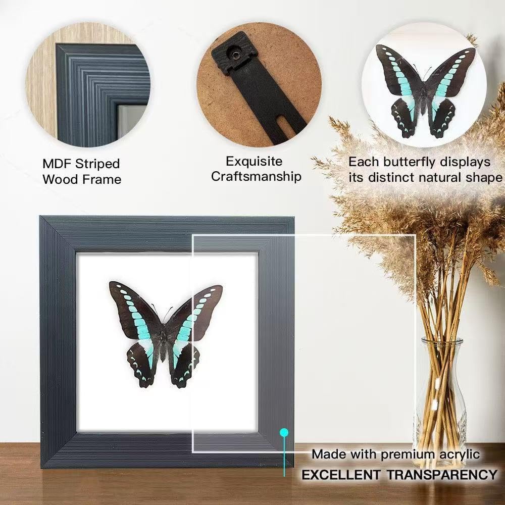 Handcrafted Real Butterfly Framed Taxidermy Shadow Box Collection for Oddities and Curiosities Wall Décor,Real Butterfly Specimen for Science Class,Educational Displays,and Insect Lovers