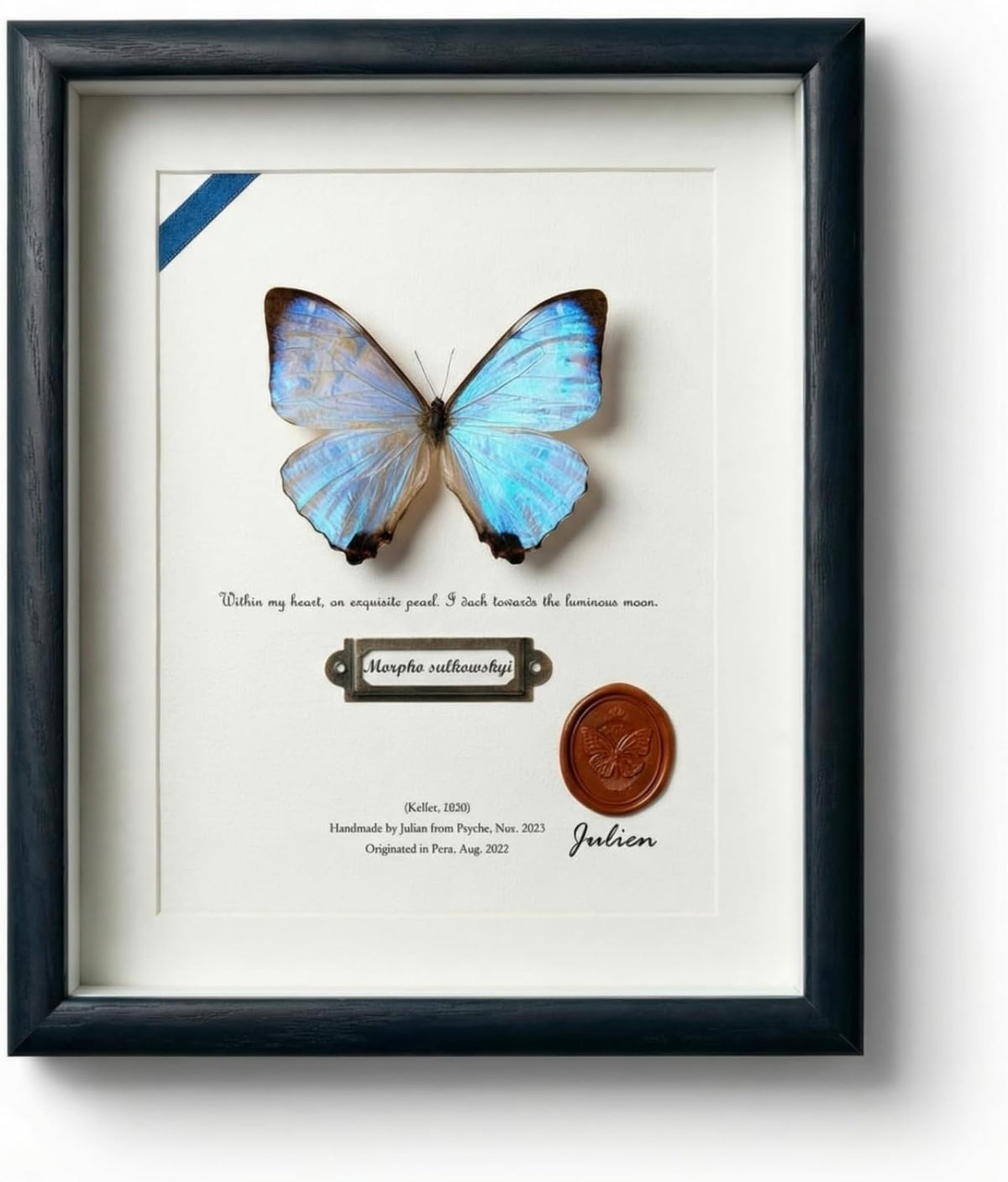 ArsVenciik Real Pearl Morpho Butterfly Taxidermy