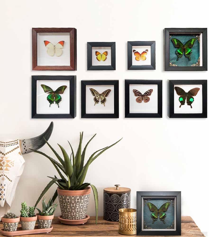 Taxidermy Butterfly Shadow Box Collection, Taxidermy Framed Real Butterfly Taxidermy for Oddities and Curiosities Gifts for Gothic Home Decor Wall Art Shelf Decor