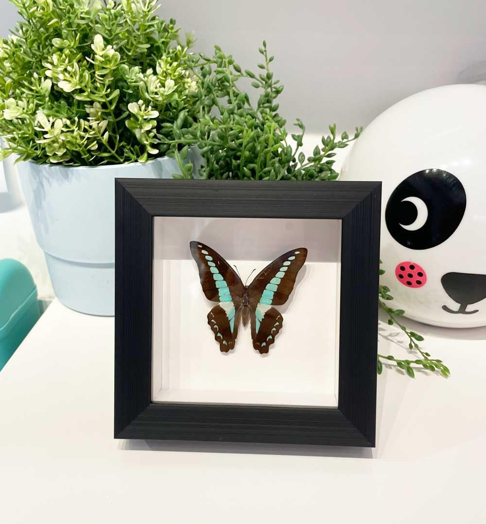 Handcrafted Real Butterfly Framed Taxidermy Shadow Box Collection for Oddities and Curiosities Wall Décor,Real Butterfly Specimen for Science Class,Educational Displays,and Insect Lovers