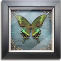 Taxidermy Butterfly Shadow Box Collection, Taxidermy Framed Real Butterfly Taxidermy for Oddities and Curiosities Gifts for Gothic Home Decor Wall Art Shelf Decor