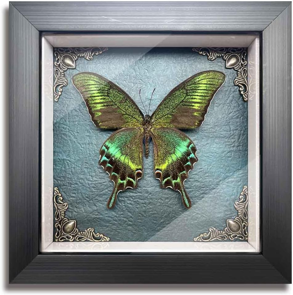 Taxidermy Butterfly Shadow Box Collection, Taxidermy Framed Real Butterfly Taxidermy for Oddities and Curiosities Gifts for Gothic Home Decor Wall Art Shelf Decor