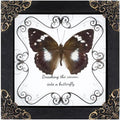 Butterfly Framed Decoration Handmade Taxidermy Butterfly Shadow Box Collection Framed Butterfly Taxidermy for Gothic Home Decor