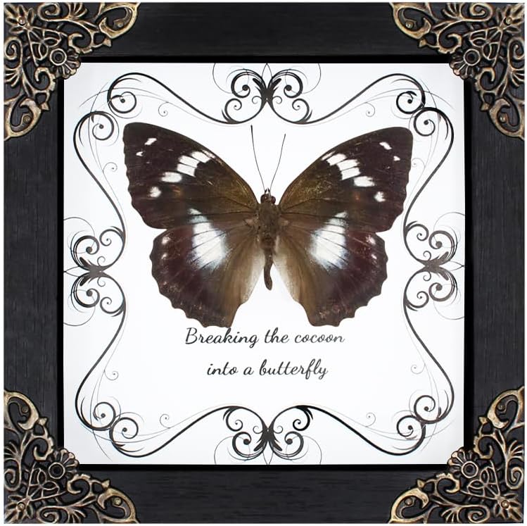 Butterfly Framed Decoration Handmade Taxidermy Butterfly Shadow Box Collection Framed Butterfly Taxidermy for Gothic Home Decor