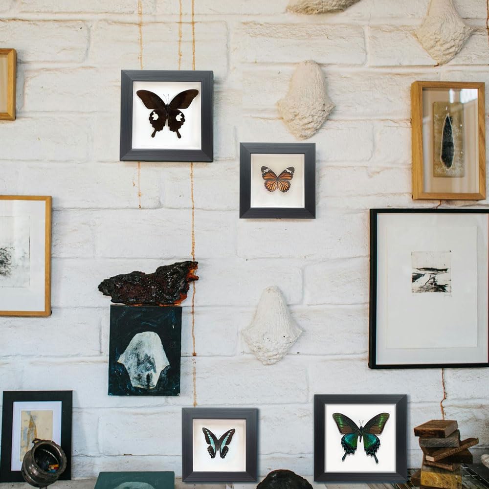 Handcrafted Real Butterfly Framed Taxidermy Shadow Box Collection for Oddities and Curiosities Wall Décor,Real Butterfly Specimen for Science Class,Educational Displays,and Insect Lovers