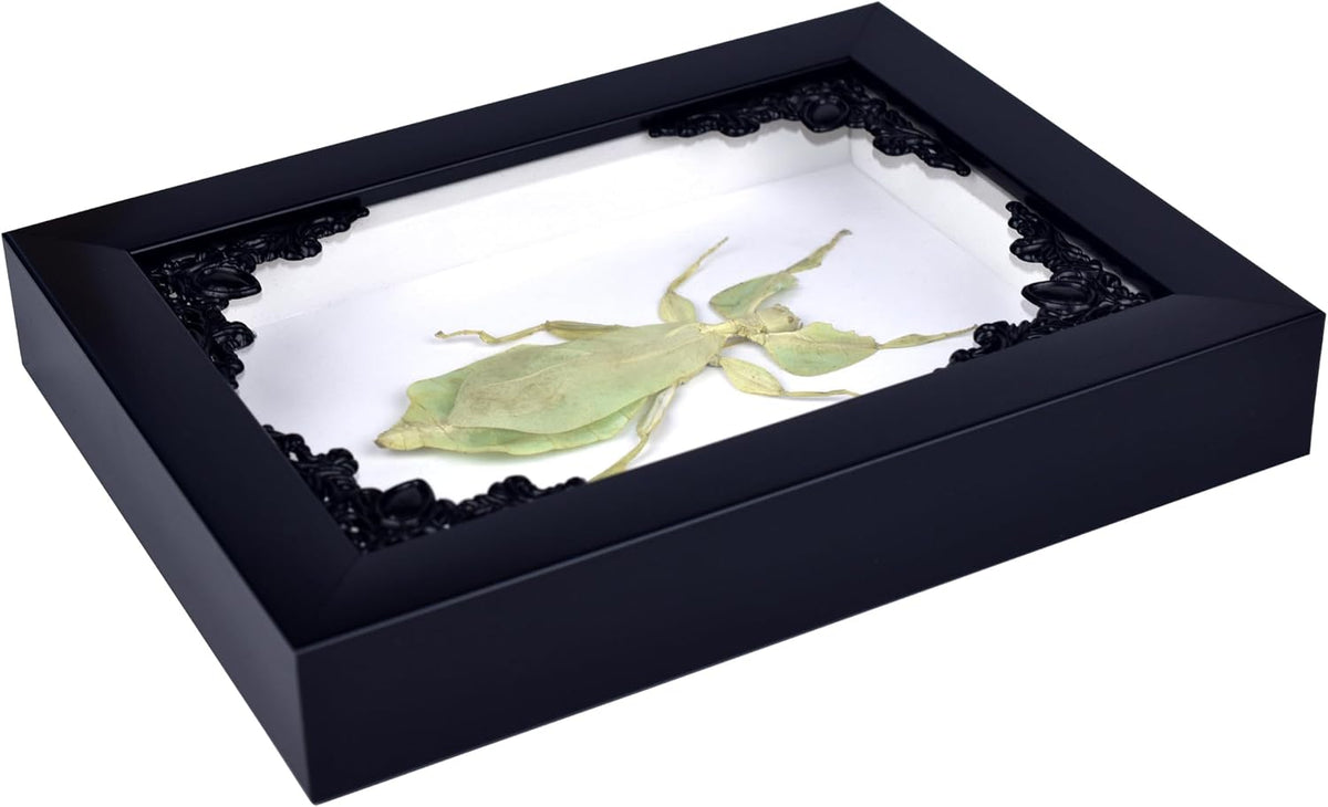 Tarantula or Leaf Insect in Gothic Shadow Box Frame | Mexican Gothic Taxidermy | Witch & Halloween Décor for Bedroom | Goth Home Décor (Leaf Insect)
