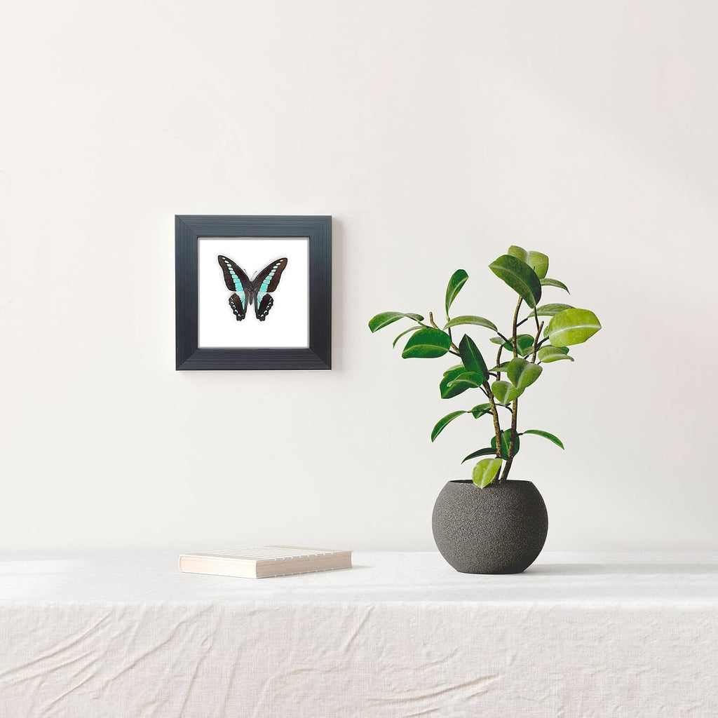 Handcrafted Real Butterfly Framed Taxidermy Shadow Box Collection for Oddities and Curiosities Wall Décor,Real Butterfly Specimen for Science Class,Educational Displays,and Insect Lovers