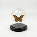 Real Taxidermy Butterfly Specimen Leopard Butterfly Shadow Box, Butterfly Gifts for Women Girls with Glass Cover, Butterfly Decor for Bedroom Office Living Room Desk