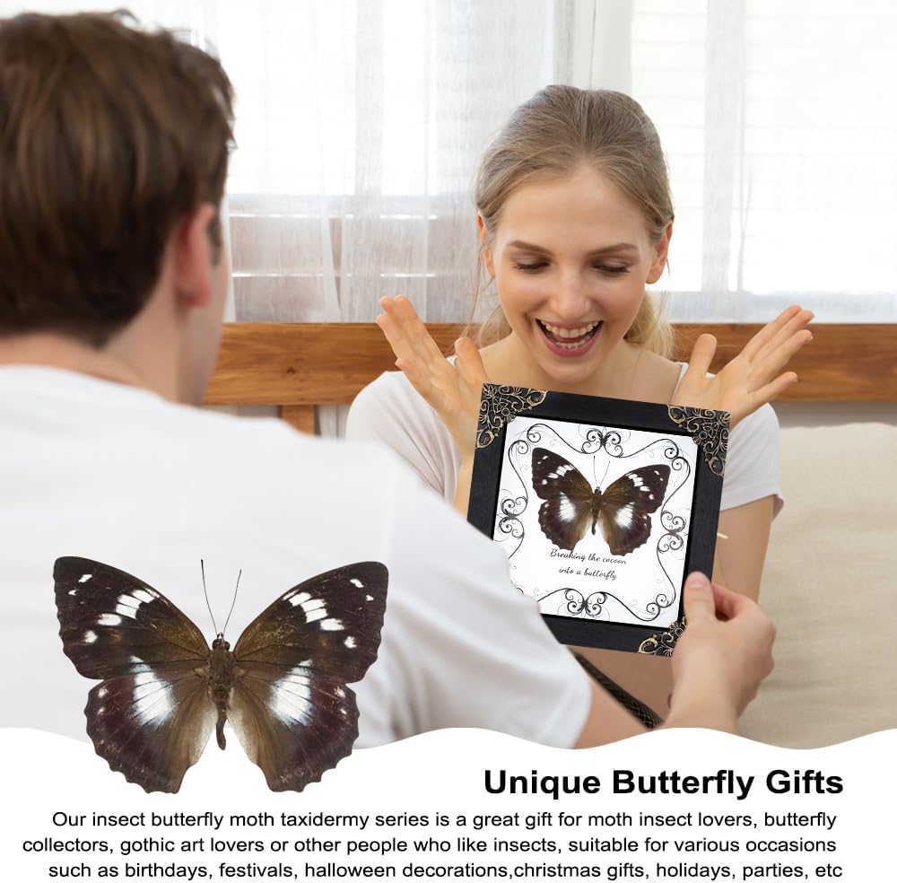 Butterfly Framed Decoration Handmade Taxidermy Butterfly Shadow Box Collection Framed Butterfly Taxidermy for Gothic Home Decor