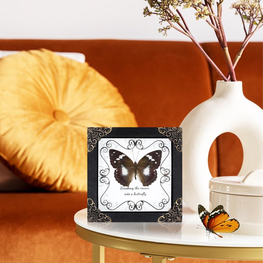 Butterfly Framed Decoration Handmade Taxidermy Butterfly Shadow Box Collection Framed Butterfly Taxidermy for Gothic Home Decor