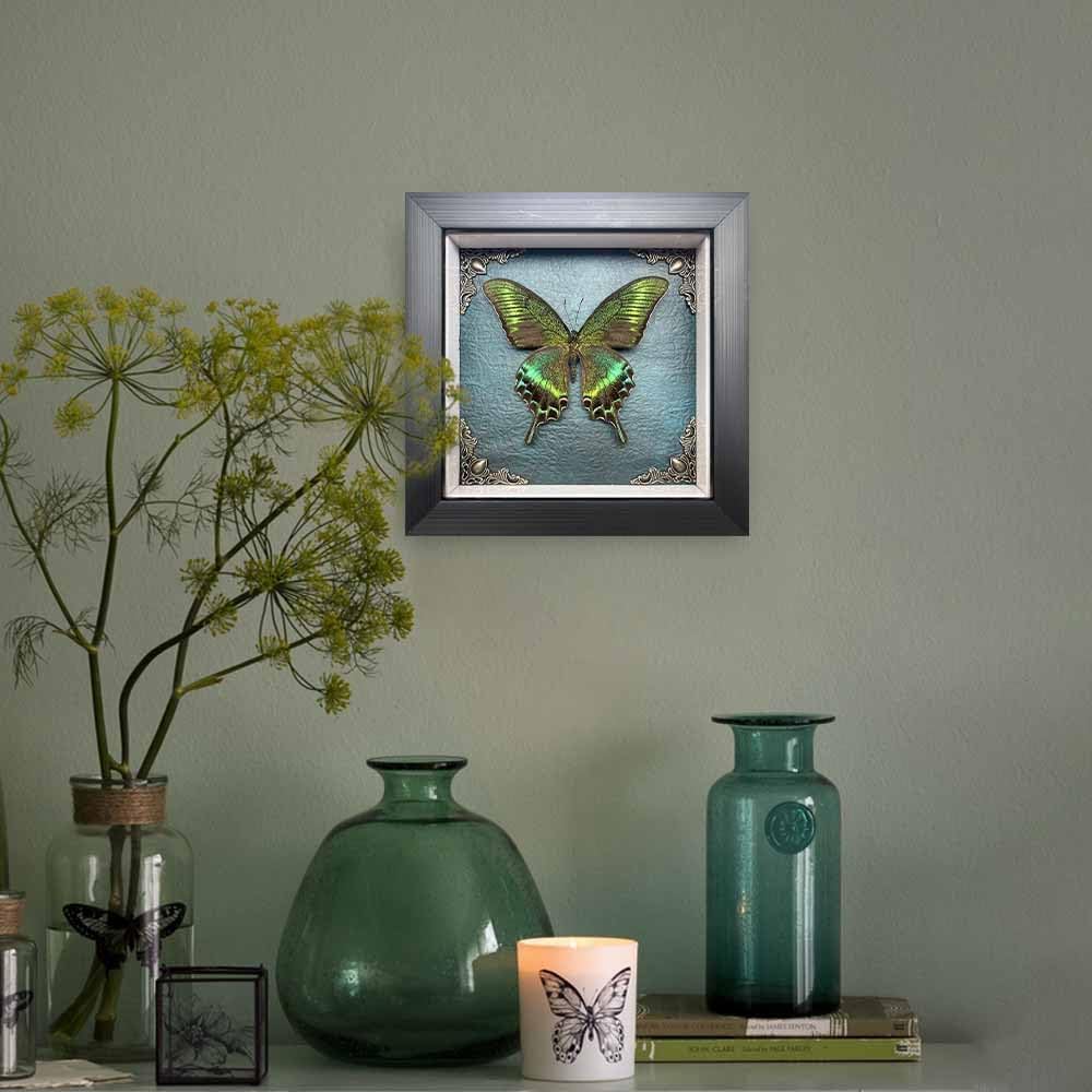 Taxidermy Butterfly Shadow Box Collection, Taxidermy Framed Real Butterfly Taxidermy for Oddities and Curiosities Gifts for Gothic Home Decor Wall Art Shelf Decor