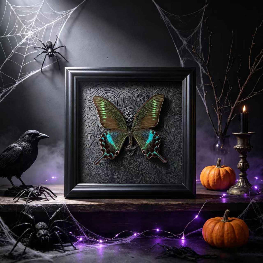 Real Framed Butterfly Specimen Shadow Box Taxidermy,Gothic Wall Decor, Taxidermy Butterfly Shadow Box Frame, Insect Taxidermy for Gothic Home Decor