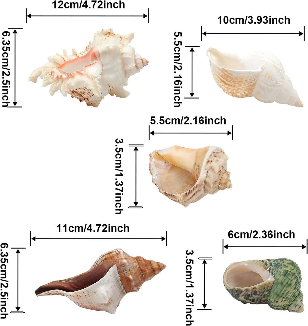 5 Pack Conch Sea Shell Air Plant Holder Natural Conch Plant Pots Holder Decorative Cute Tillandsia Succulent Display Container Table Centerpiece for Home Garden Decoration