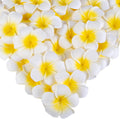 SALLYFASHION 50PCS Plumeria Foam Flower Heads, 2.7 Inch Hawaiian Flowers