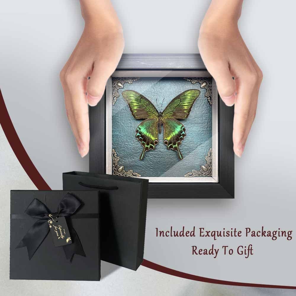 Taxidermy Butterfly Shadow Box Collection, Taxidermy Framed Real Butterfly Taxidermy for Oddities and Curiosities Gifts for Gothic Home Decor Wall Art Shelf Decor
