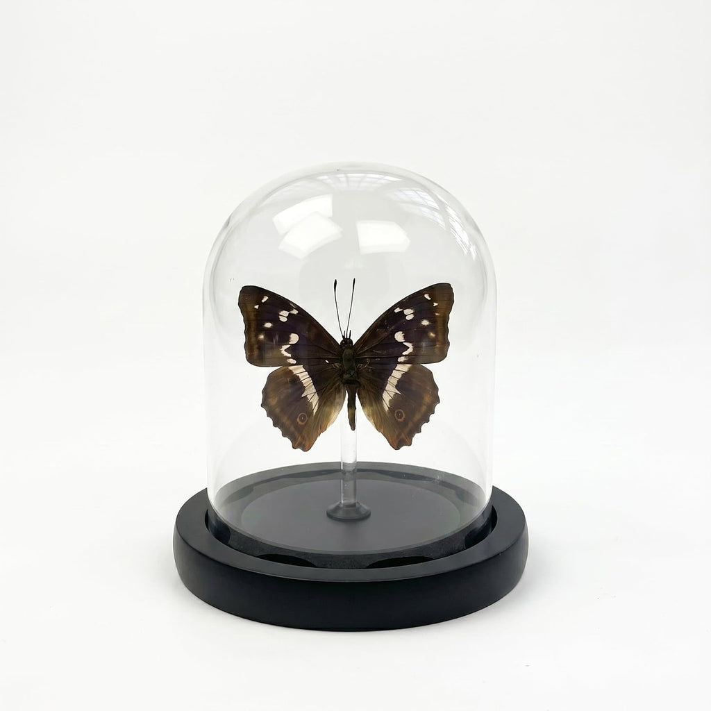 Real Taxidermy Butterfly Specimen Apatura Ilia Shadow Box, Butterfly Gifts for Women Girls with Glass Cover, Butterfly Decor for Bedroom Office Living Room Desk