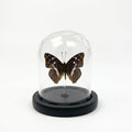 Real Taxidermy Butterfly Specimen Apatura Ilia Shadow Box, Butterfly Gifts for Women Girls with Glass Cover, Butterfly Decor for Bedroom Office Living Room Desk