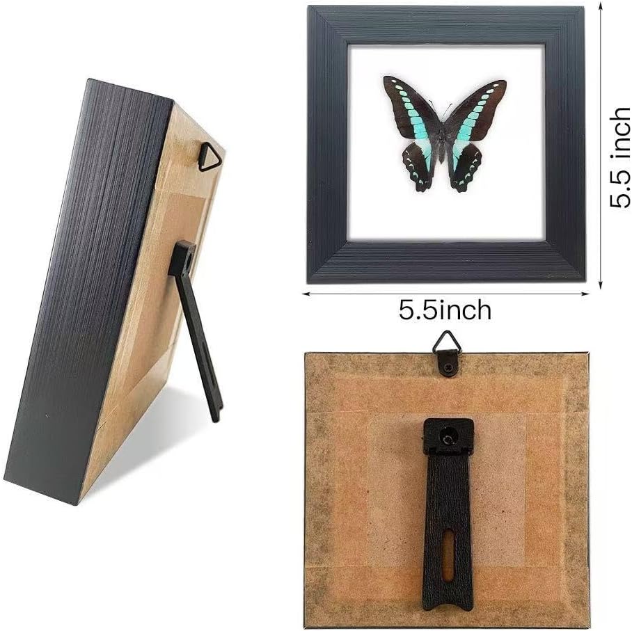 Handcrafted Real Butterfly Framed Taxidermy Shadow Box Collection for Oddities and Curiosities Wall Décor,Real Butterfly Specimen for Science Class,Educational Displays,and Insect Lovers