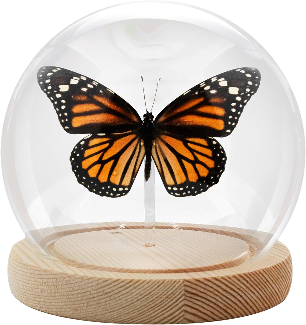 Monarch Butterfly Framed Decoration - Handmade Glass Shadow Box Insect Frame for Butterfly Collectors - Tabletop, Wall Art,Live Room,Gothic Home Decor(Glass Ball)