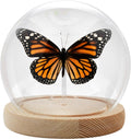 Monarch Butterfly Framed Decoration - Handmade Glass Shadow Box Insect Frame for Butterfly Collectors - Tabletop, Wall Art,Live Room,Gothic Home Decor(Glass Ball)