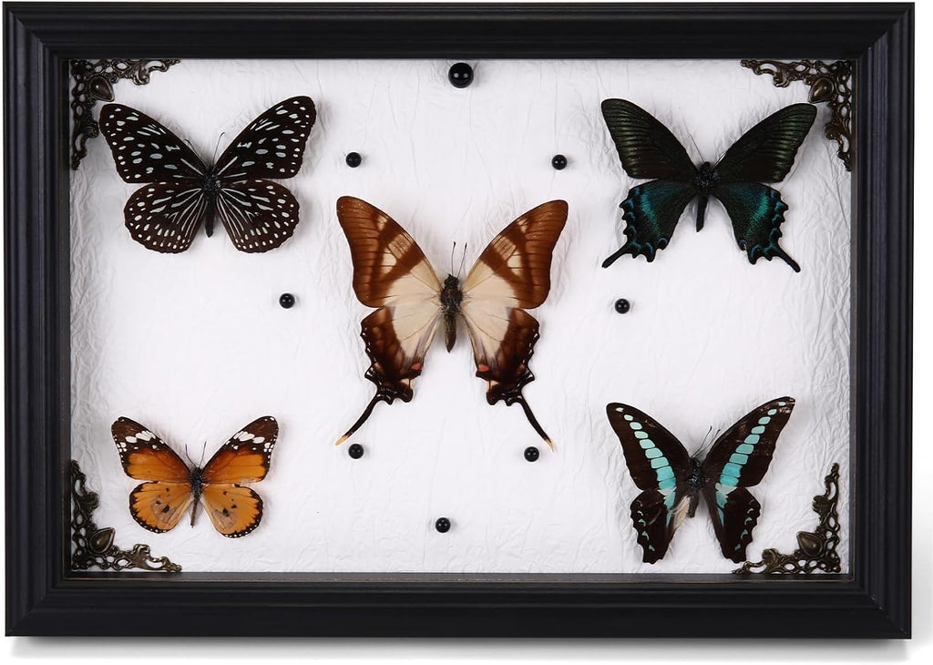 Duxjaqu Real Butterfly Taxidermy Frame with 5 Preserved Butterflies