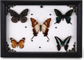 Duxjaqu Real Butterfly Taxidermy Frame with 5 Preserved Butterflies