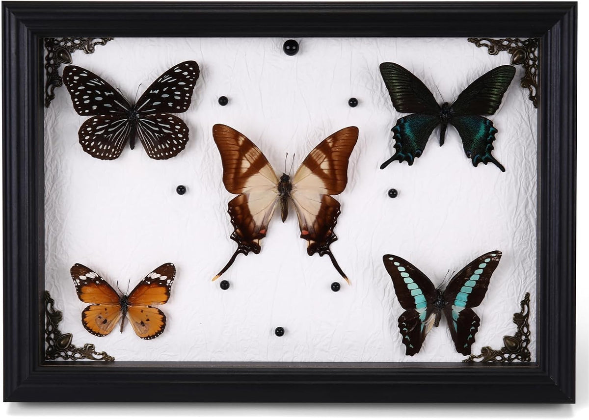 Duxjaqu Real Butterfly Taxidermy Frame with 5 Preserved Butterflies