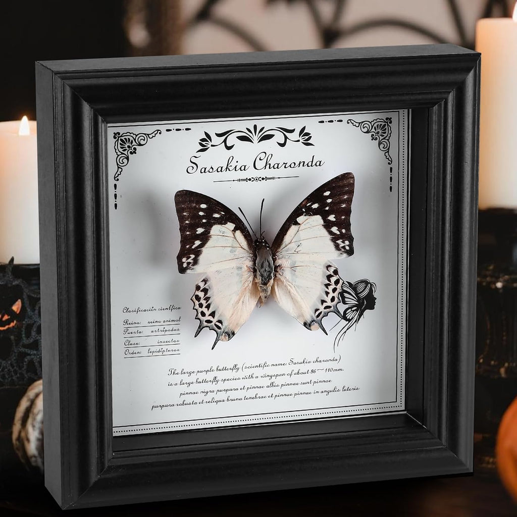 Framed Butterfly Taxidermy with Real Butterfly Specimen - Elegant Shadow Box Display - Perfect Butterfly in Frame for Home Decor (D-Large Two-Tailed Nymphalid)