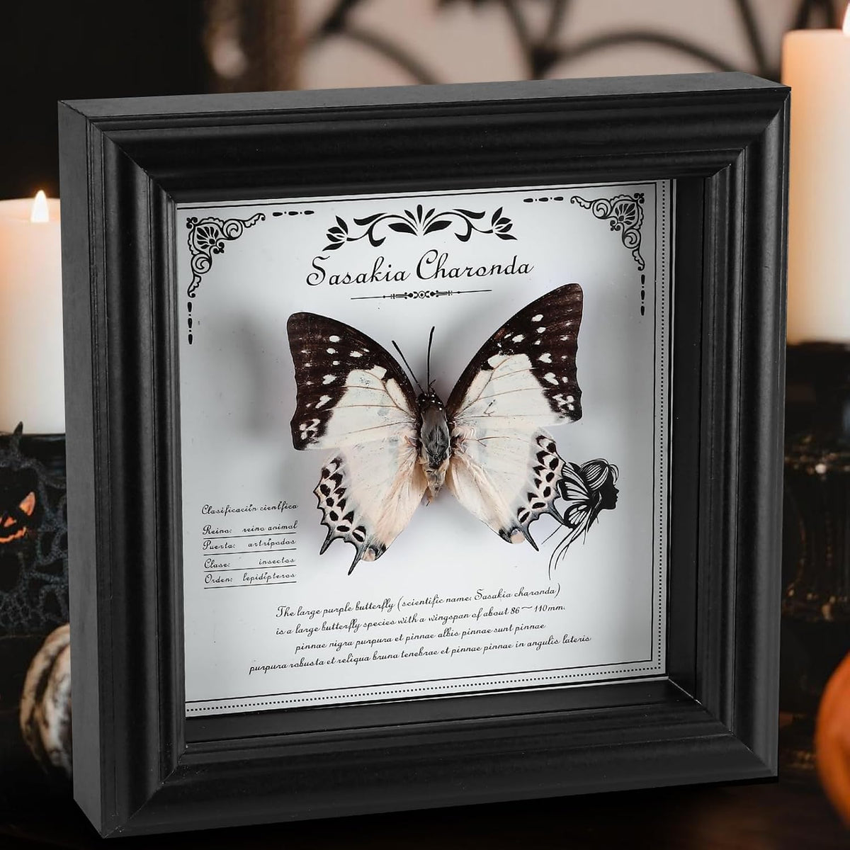 Framed Butterfly Taxidermy with Real Butterfly Specimen - Elegant Shadow Box Display - Perfect Butterfly in Frame for Home Decor (D-Large Two-Tailed Nymphalid)