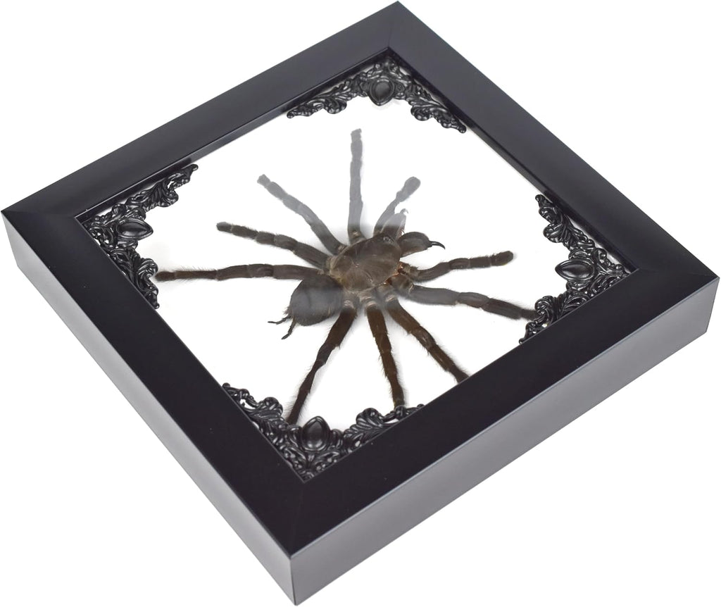 Tarantula or Leaf Insect in Gothic Shadow Box Frame | 𝗚𝗢𝗧𝗛𝗜𝗖 𝗧𝗔𝗫𝗜𝗗𝗘𝗥𝗠𝗬 | Witch & Halloween Décor for Bedroom | Goth Home Décor (Tarantula)