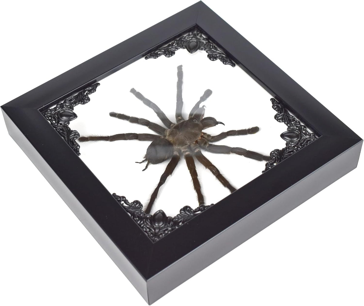 Tarantula or Leaf Insect in Gothic Shadow Box Frame | 𝗚𝗢𝗧𝗛𝗜𝗖 𝗧𝗔𝗫𝗜𝗗𝗘𝗥𝗠𝗬 | Witch & Halloween Décor for Bedroom | Goth Home Décor (Tarantula)