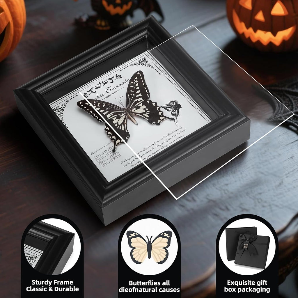 Real Butterfly in Frame - Stunning Taxidermy Butterfly Display - Premium Butterfly Shadow Box with Authentic Specimen (G-Citrus Swallowtail Butterfly)