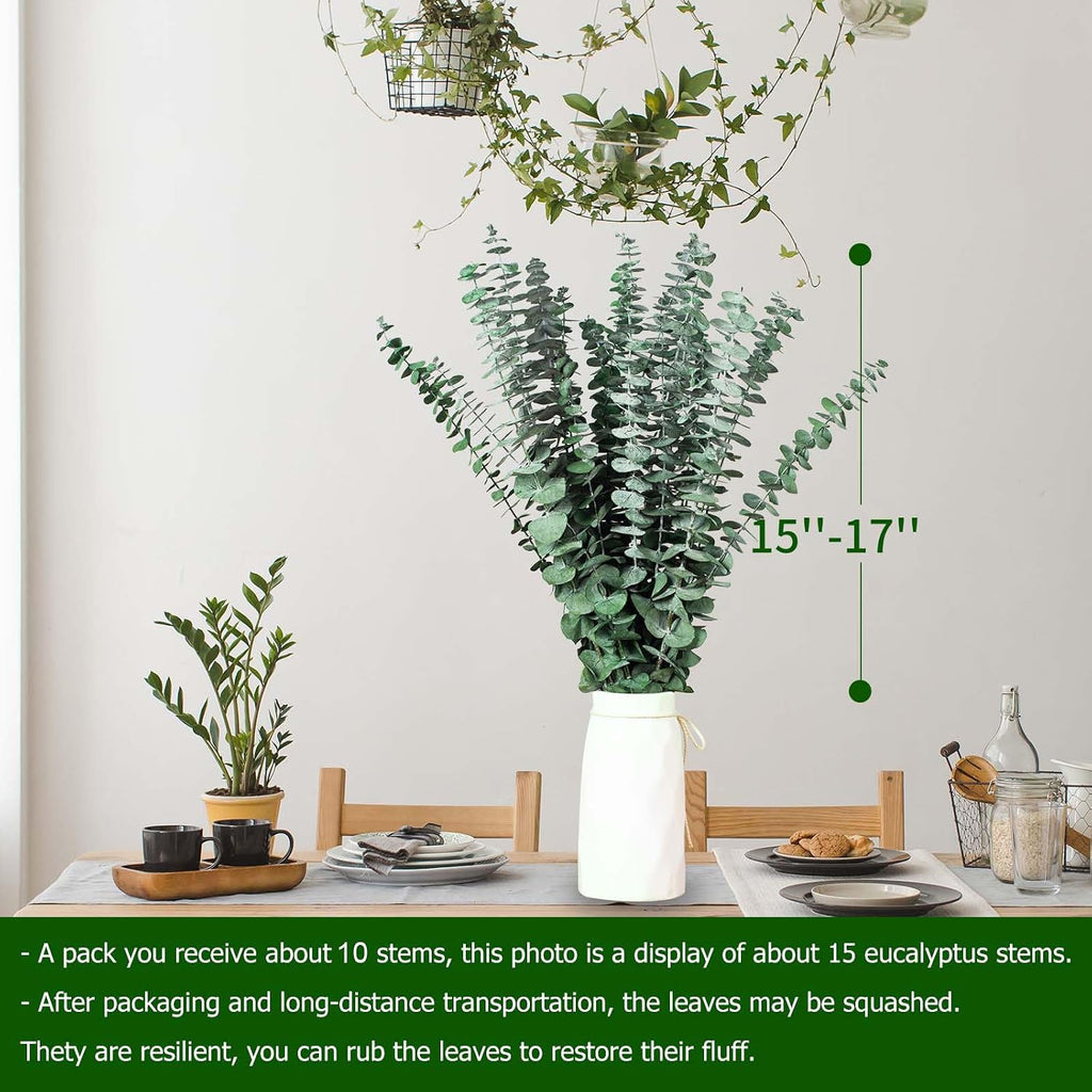 10 Pcs Dried Eucalyptus Stems, 17'' Real Hanging Eucalyptus for Shower