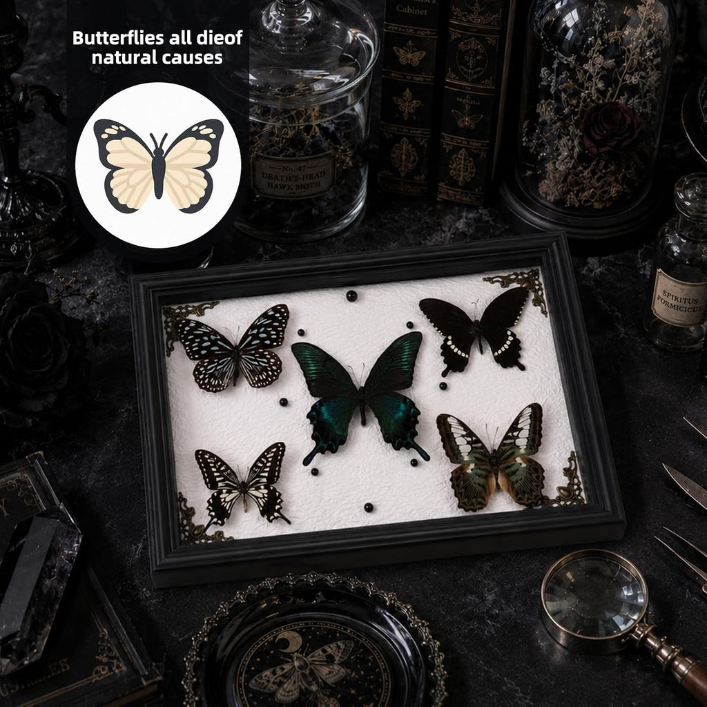 Real Framed Butterfly Taxidermy with 5 Real Butterflies