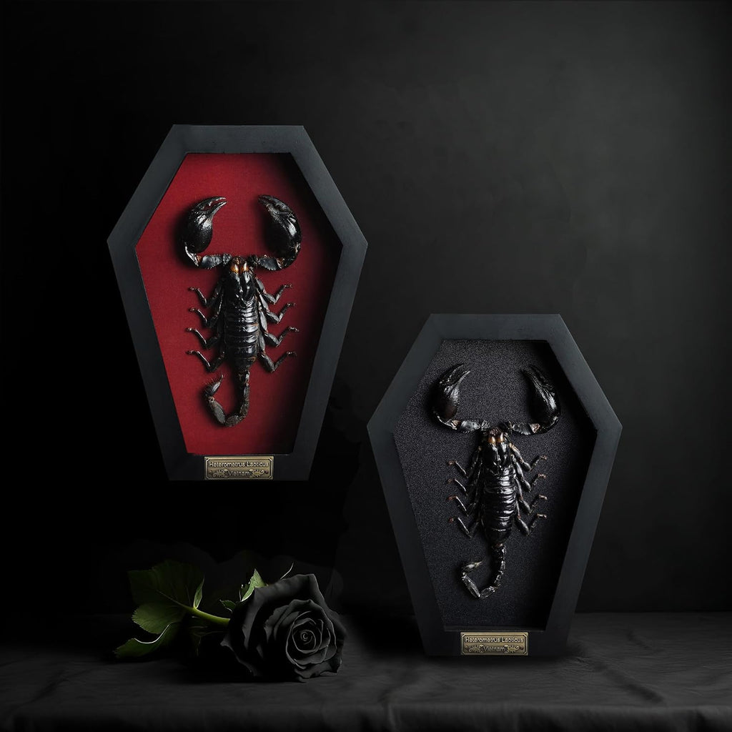 Real Large Scorpion 7" Coffin Gothic Oddities Halloween Decor CF18-51-DO