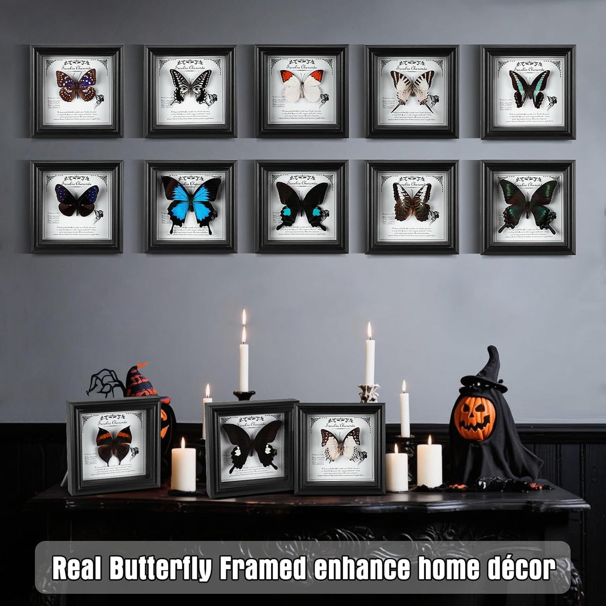 Framed Butterfly Taxidermy with Real Butterfly Specimen - Elegant Shadow Box Display - Perfect Butterfly in Frame for Home Decor (D-Large Two-Tailed Nymphalid)