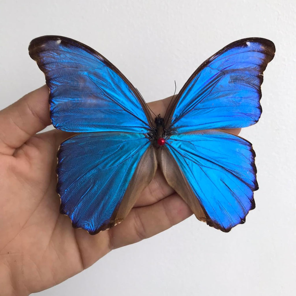Real Blue Morpho Butterfly 7.5" Framed Taxidermy Goth Witchy Gift K19-22-DE