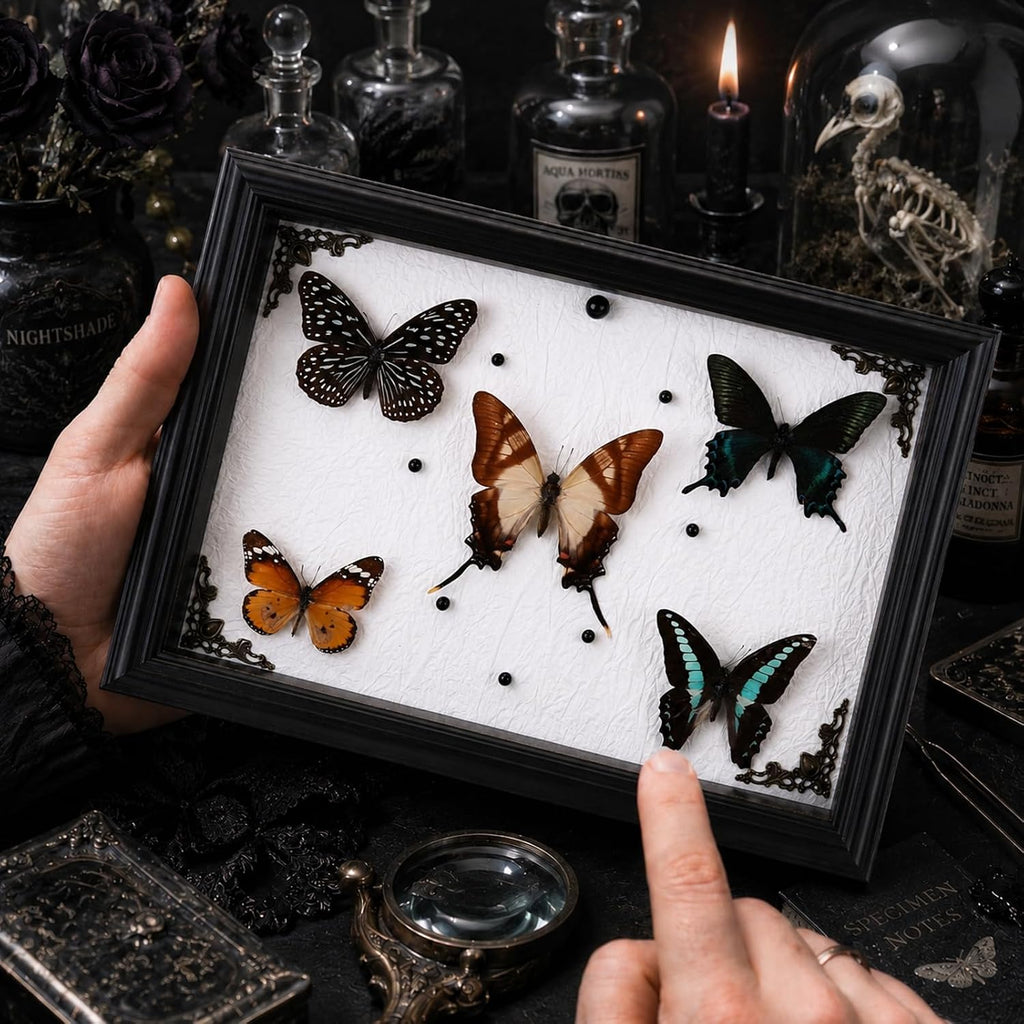 Duxjaqu Real Butterfly Taxidermy Frame with 5 Preserved Butterflies