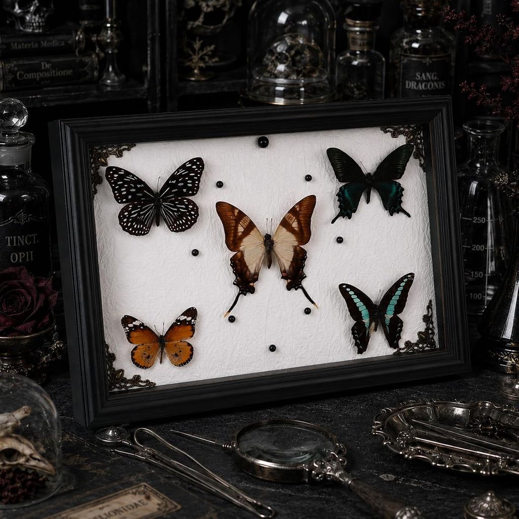 Duxjaqu Real Butterfly Taxidermy Frame with 5 Preserved Butterflies